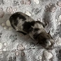 Hoss, a male Pomeranian for sale in Lebanon, MO – Photo 8 of 10