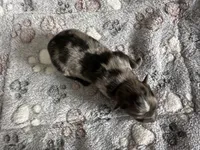 Hoss, a male Pomeranian for sale in Lebanon, MO – Photo 1 of 3