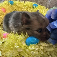 Hoss, a male Pomeranian for sale in Lebanon, MO – Photo 5 of 10