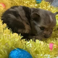 Hoss, a male Pomeranian for sale in Lebanon, MO – Photo 6 of 10