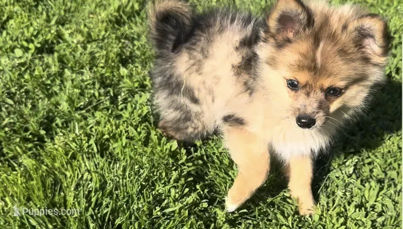 Hoss – Pomeranian puppy for sale in Lebanon, MO