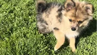 Hoss, a male Pomeranian for sale in Lebanon, MO – 1 of 10