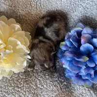 Hoss, a male Pomeranian for sale in Lebanon, MO – Photo 10 of 10