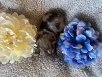 Hoss, a male Pomeranian for sale in Lebanon, MO – Photo 3 of 3