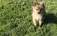 Hoss, a male Pomeranian for sale in Lebanon, MO – 3 of 10