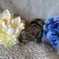 Hoss, a male Pomeranian for sale in Lebanon, MO – Photo 9 of 10