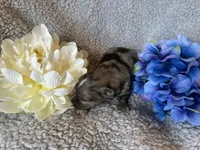 Hoss, a male Pomeranian for sale in Lebanon, MO – Photo 2 of 3