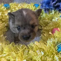 Hoss, a male Pomeranian for sale in Lebanon, MO – Photo 7 of 10