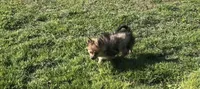 Hoss, a male Pomeranian for sale in Lebanon, MO – 4 of 10