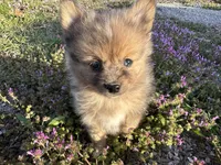 Hoss, a male Pomeranian for sale in Lebanon, MO – Photo 4 of 10