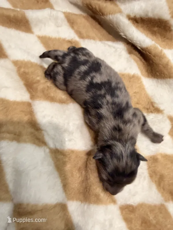 Tiny – Pomeranian puppy for sale in Lebanon, MO