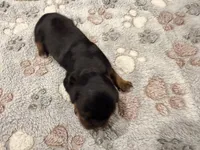 Little Lady, a female Cavalier King Charles Spaniel for sale in Lebanon, MO – 2 of 2