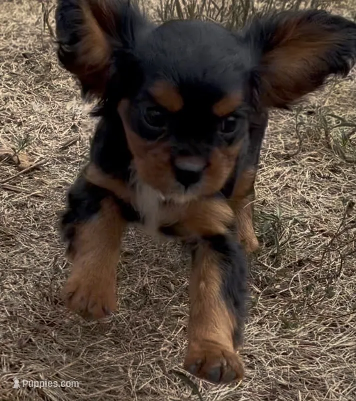 Little Lady – Cavalier King Charles Spaniel puppy for sale in Lebanon, MO