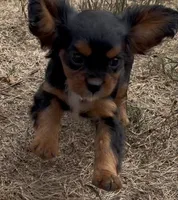 Little Lady, a female Cavalier King Charles Spaniel for sale in Lebanon, MO – 1 of 10