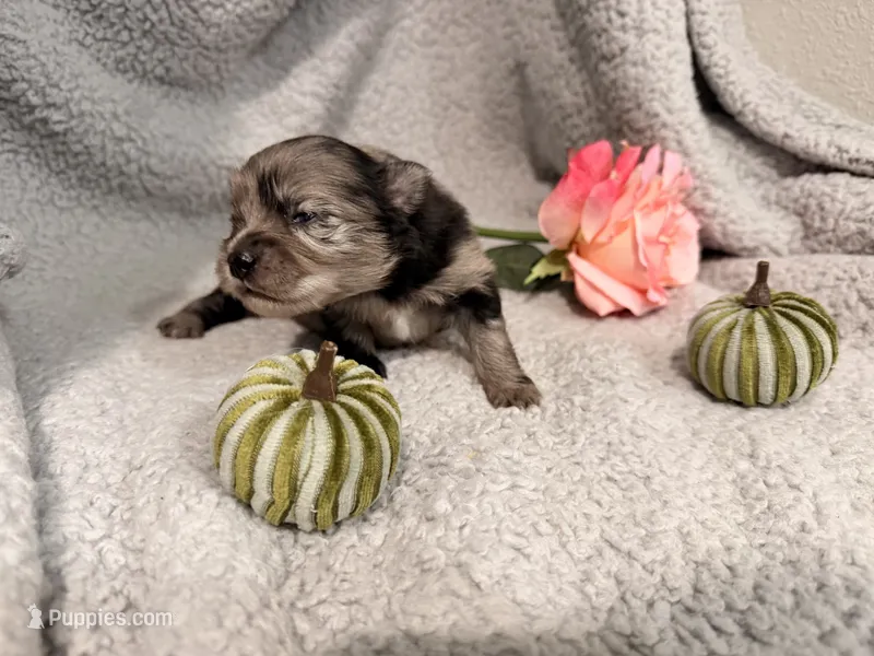 Cookie Dough  – Pomeranian puppy for sale in Lebanon, MO