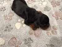 Queen, a female Cavalier King Charles Spaniel for sale in Lebanon, MO – 2 of 2