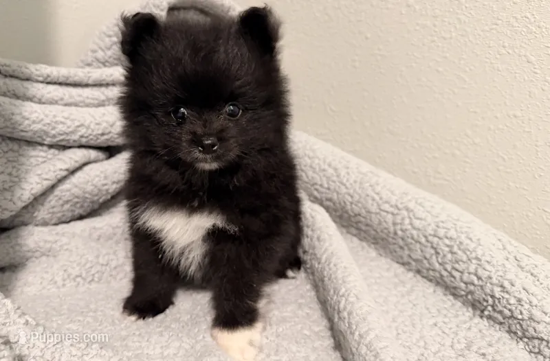 Storm – Pomeranian puppy for sale in Lebanon, MO
