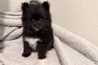 Storm, a male Pomeranian for sale in Lebanon, MO – 5 of 10