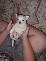 Tallie, a female Chihuahua and Maltese for sale in Mount Airy, NC – 3 of 4