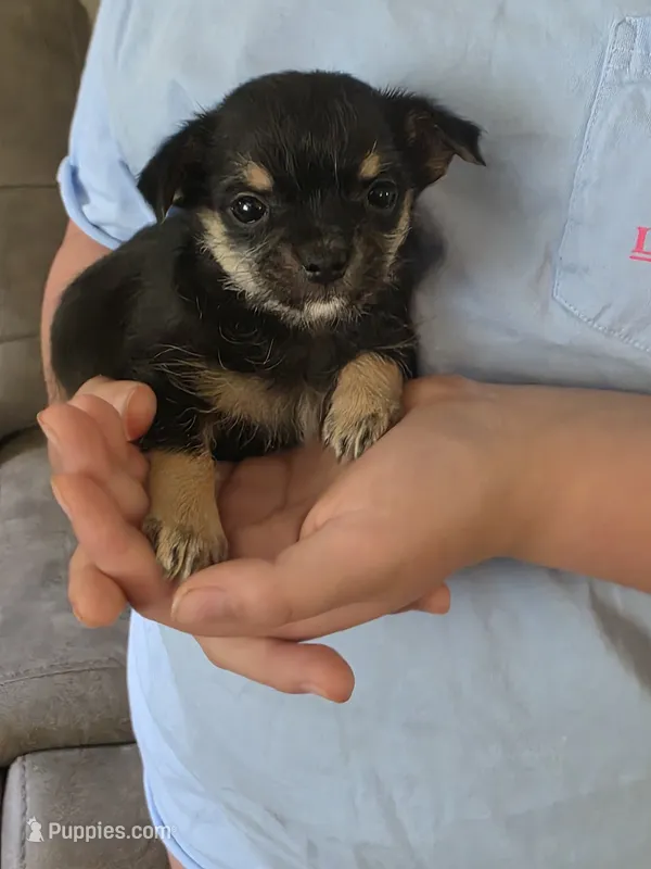Tommy – Chihuahua, Maltese puppy for sale in Mount Airy, NC