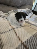 Teddy, a male Chihuahua and Maltese for sale in Mount Airy, NC – 2 of 4