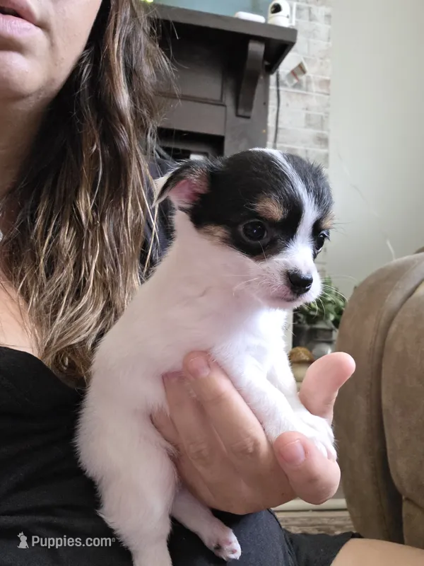 Terry – Chihuahua, Maltese puppy for sale in Mount Airy, NC