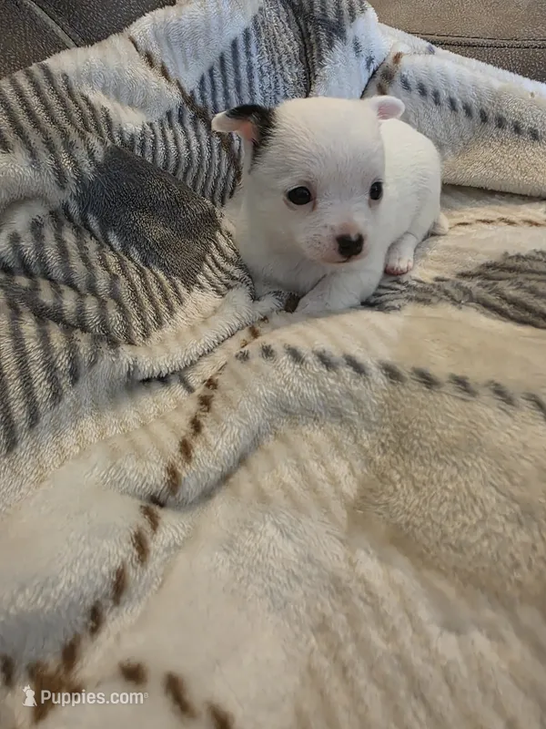 Tallie – Chihuahua, Maltese puppy for sale in Mount Airy, NC
