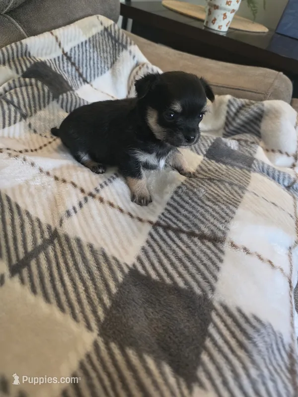 Tommy – Chihuahua, Maltese puppy for sale in Mount Airy, NC