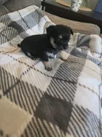 Tommy, a male Chihuahua and Maltese for sale in Mount Airy, NC – 1 of 4