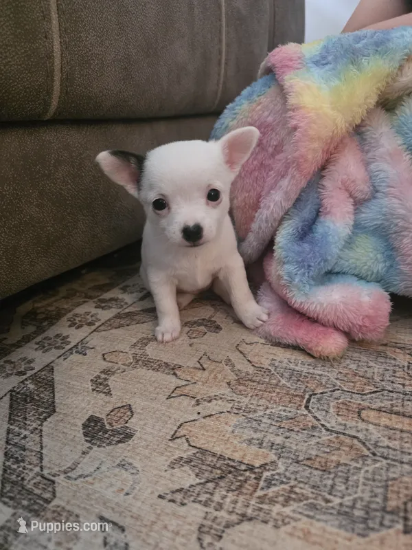 Tallie – Chihuahua, Maltese puppy for sale in Mount Airy, NC