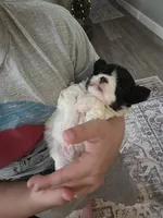 Teddy, a male Chihuahua and Maltese for sale in Mount Airy, NC – 1 of 4