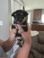 Tommy, a male Chihuahua and Maltese for sale in Mount Airy, NC – 2 of 4