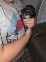 Tommy, a male Chihuahua and Maltese for sale in Mount Airy, NC – 3 of 4