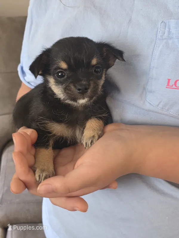 Tommy – Chihuahua, Maltese puppy for sale in Mount Airy, NC