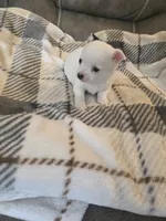 Tallie, a female Chihuahua and Maltese for sale in Mount Airy, NC – 4 of 4