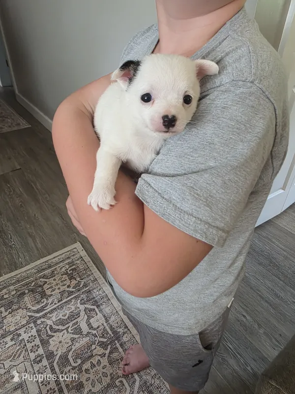 Tallie – Chihuahua, Maltese puppy for sale in Mount Airy, NC