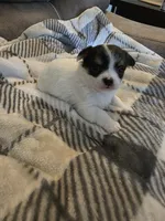Terry, a male Chihuahua and Maltese for sale in Mount Airy, NC – 4 of 4