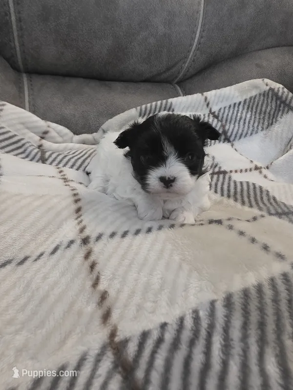 Teddy – Chihuahua, Maltese puppy for sale in Mount Airy, NC