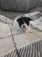 Teddy, a male Chihuahua and Maltese for sale in Mount Airy, NC – 3 of 4