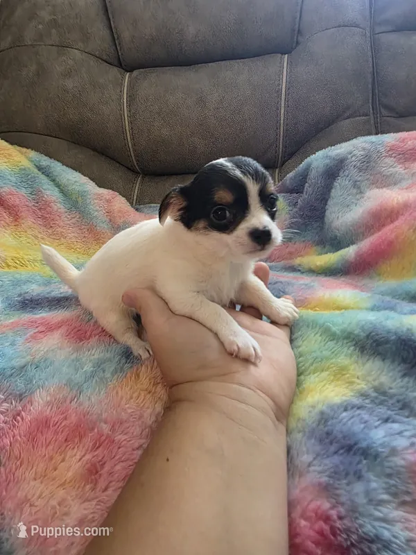 Terry – Chihuahua, Maltese puppy for sale in Mount Airy, NC
