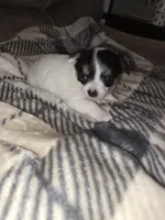 Terry, a male Chihuahua and Maltese for sale in Mount Airy, NC – 2 of 4