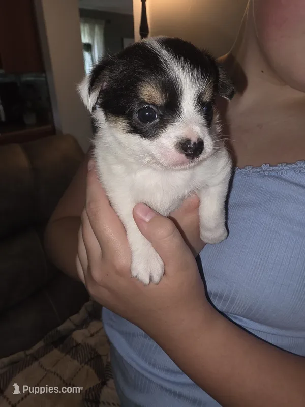 Terry – Chihuahua, Maltese puppy for sale in Mount Airy, NC