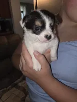 Terry, a male Chihuahua and Maltese for sale in Mount Airy, NC – 1 of 4