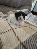 Teddy, a male Chihuahua and Maltese for sale in Mount Airy, NC – 4 of 4