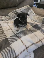 Tommy, a male Chihuahua and Maltese for sale in Mount Airy, NC – 4 of 4