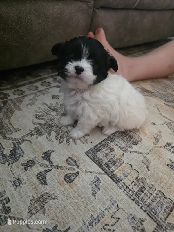 Teddy – Chihuahua, Maltese puppy for sale in Mount Airy, NC