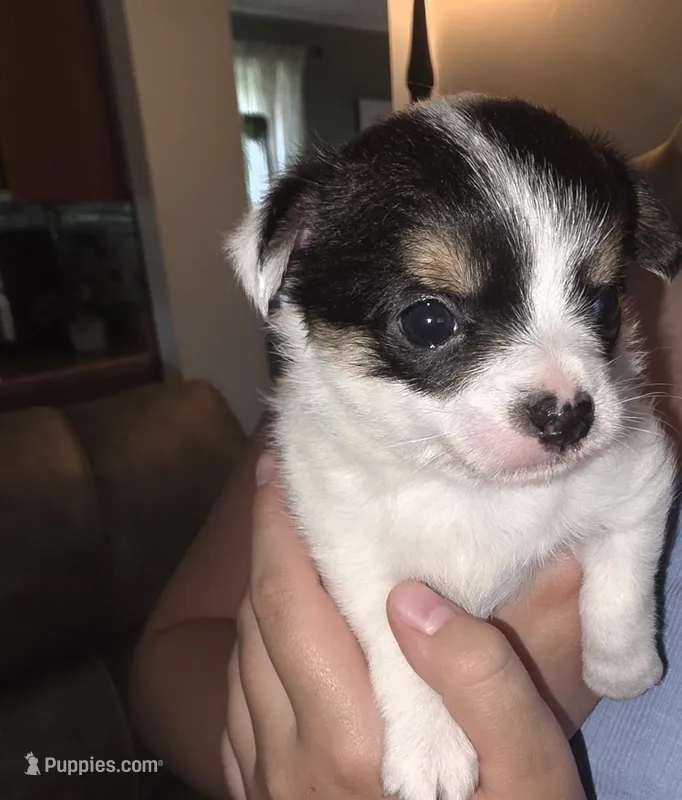 Terry – Chihuahua, Maltese puppy for sale in Mount Airy, NC