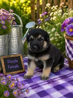 Purple Girl, a female German Shepherd Dog for sale in Canistota, SD – 2 of 2
