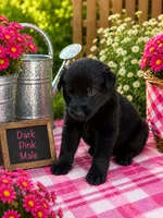 Dark Pink, a male German Shepherd Dog for sale in Canistota, SD – 2 of 3