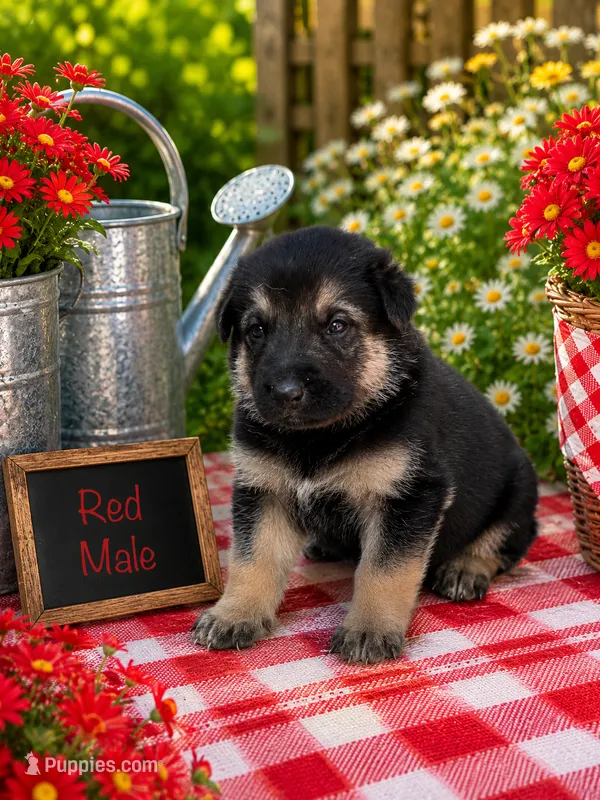 Red Male – German Shepherd Dog puppy for sale in Canistota, SD